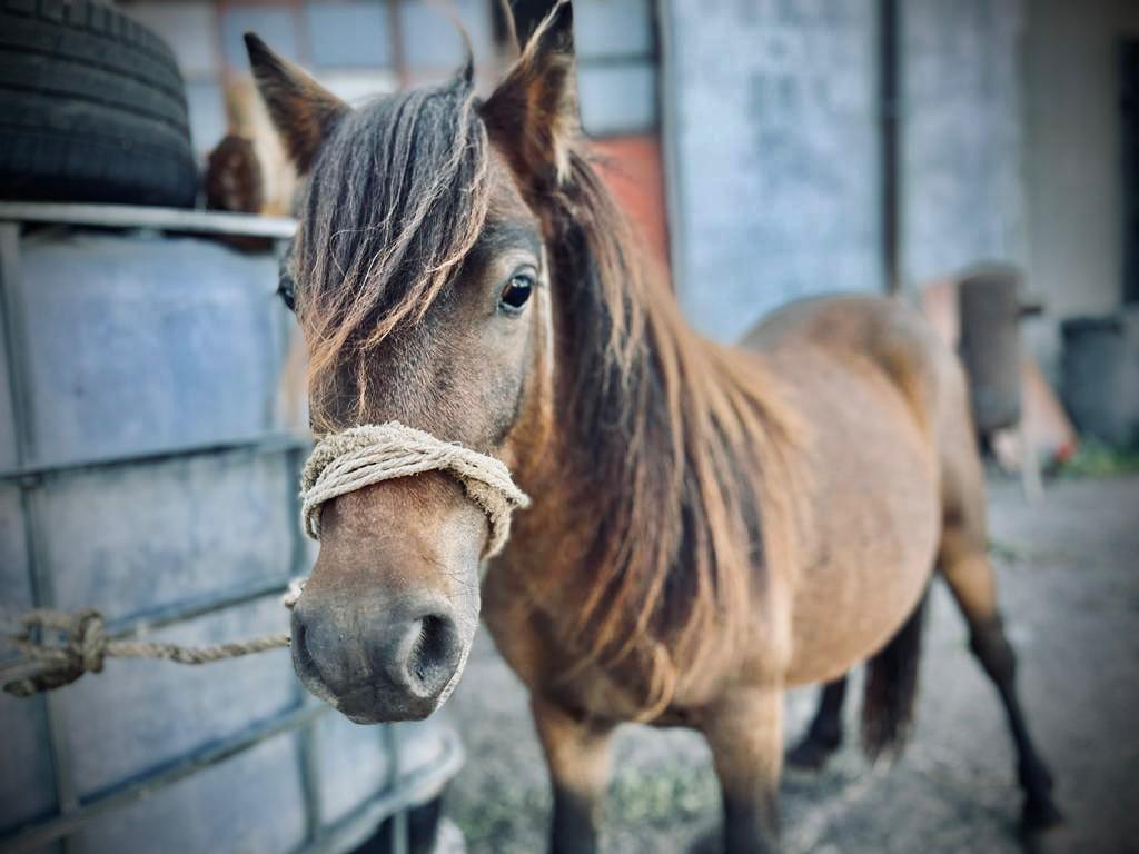 Jula (8).jpeg